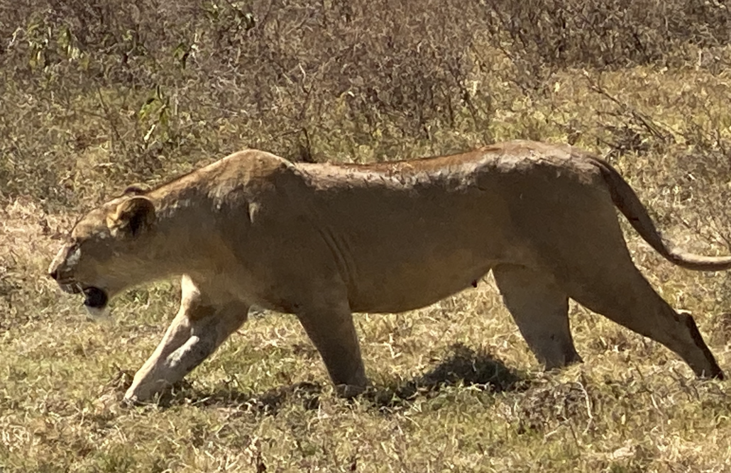 Löwe in Tansania